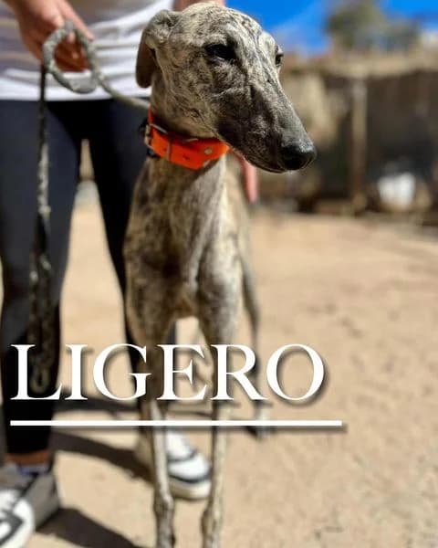 LIGERO, male 3yo Galgo Español for adoption at DogHorseCity, Toledo