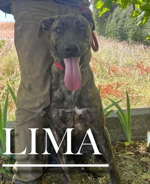 LIMA,  3yo Mixed Breed for adoption at DogHorseCity, Toledo