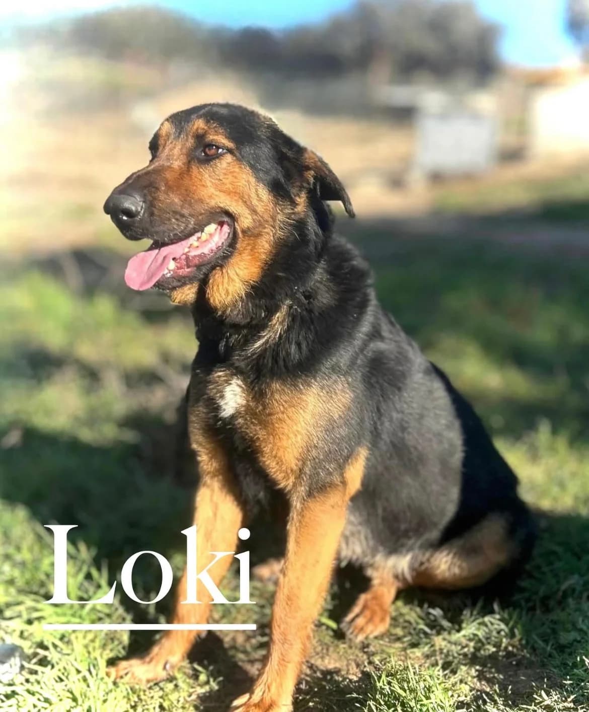 LOKI, male 5yo German Shepherd for adoption at DogHorseCity, Toledo