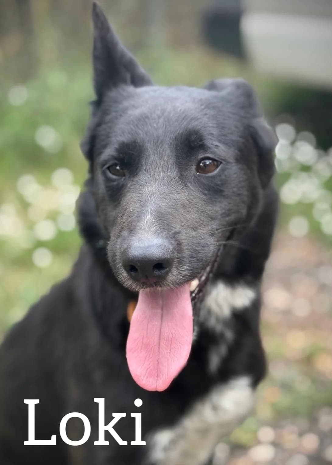 LOKI, male 3yo Border Collie for adoption at DogHorseCity, Toledo