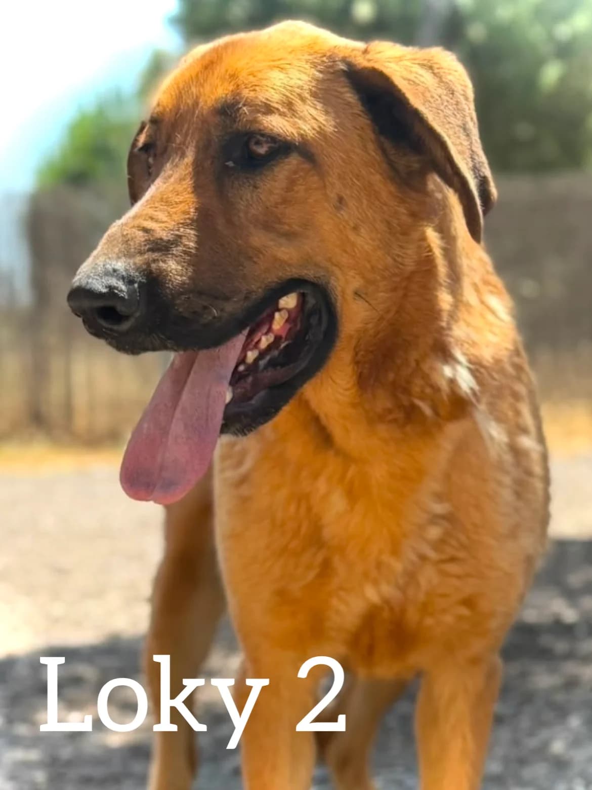 LOKY 2, male young German Shepherd for adoption at DogHorseCity, Toledo