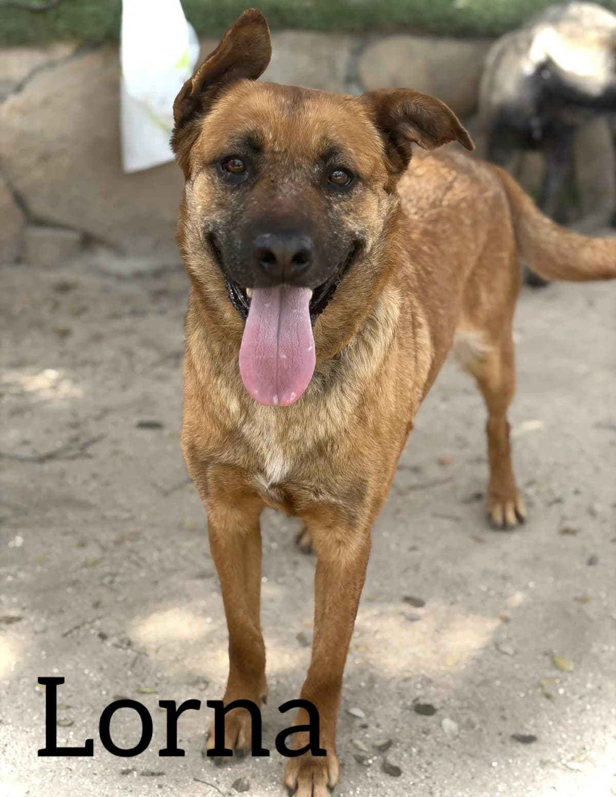 LORNA, female young Mixed Breed for adoption at DogHorseCity, Toledo