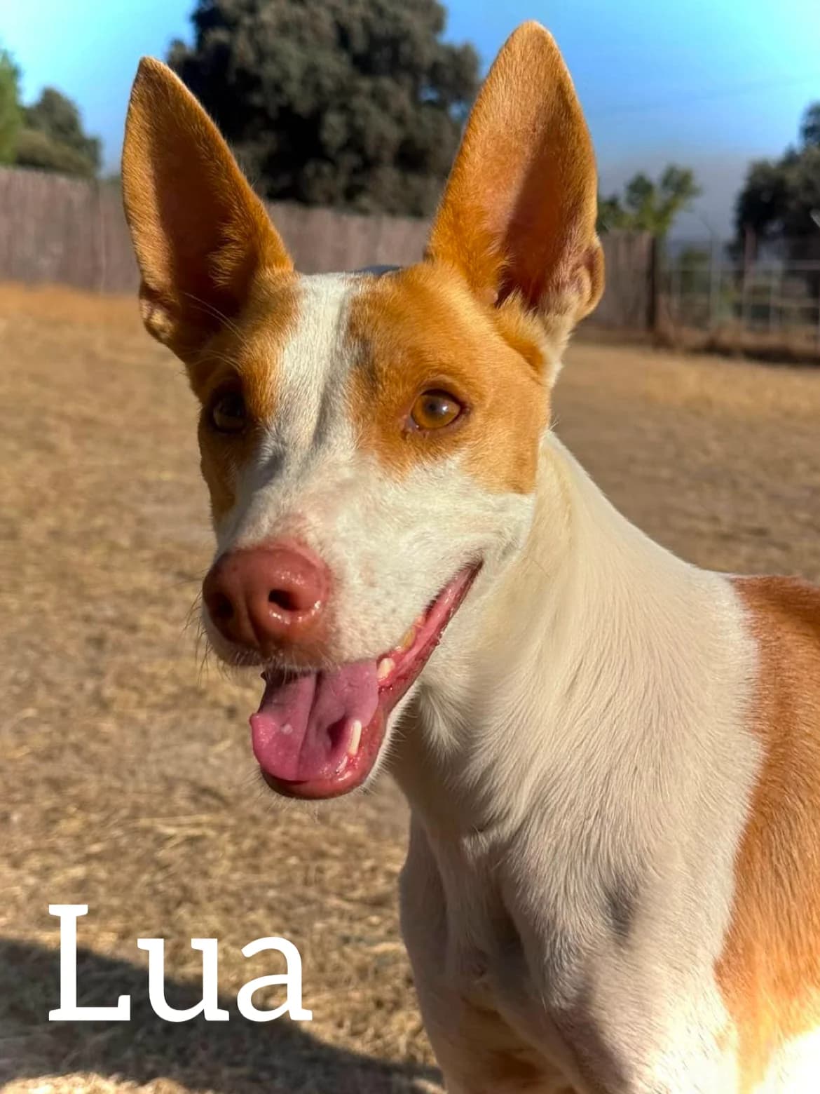 LUA, female 4yo Podenco for adoption at DogHorseCity, Toledo