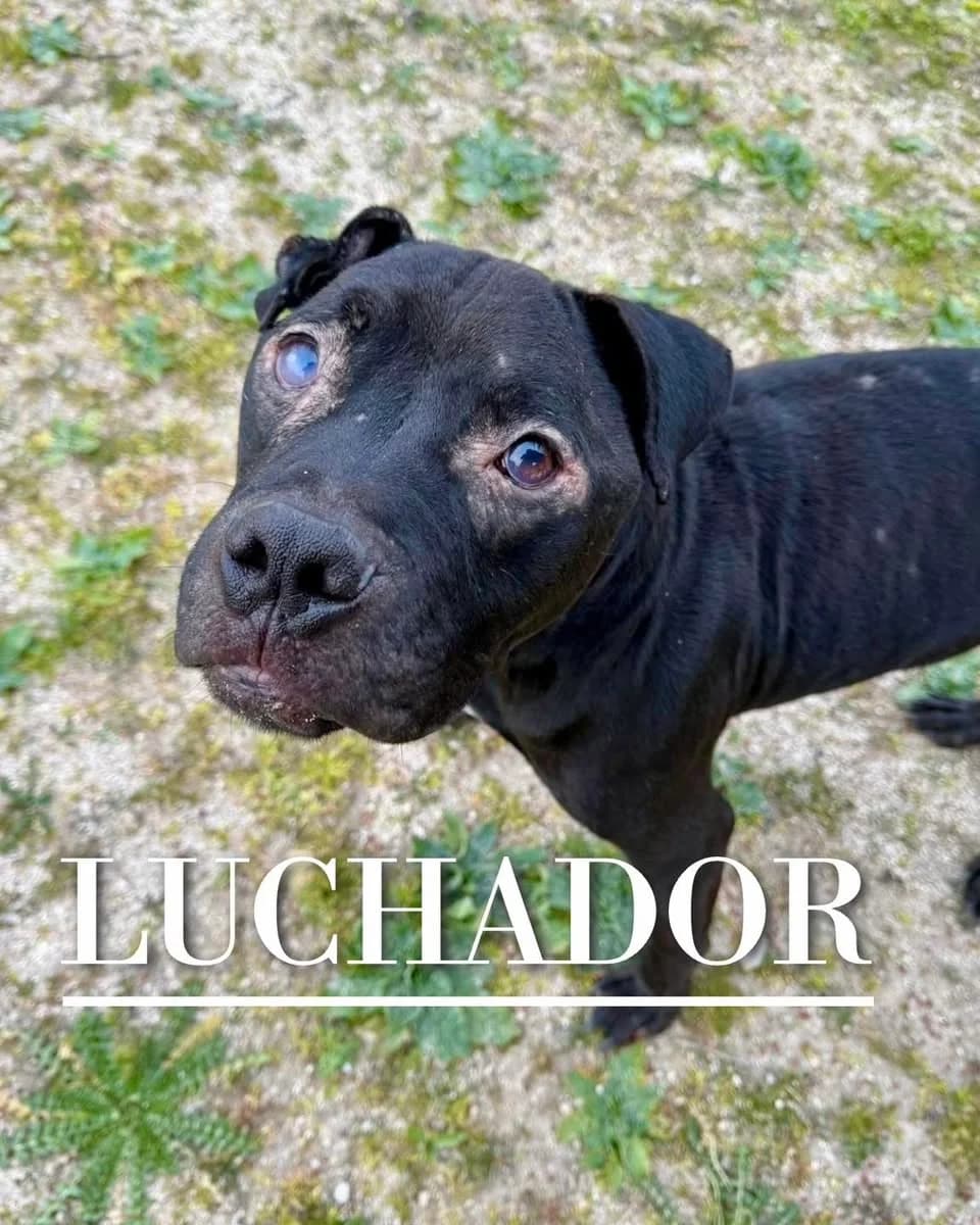 LUCHADOR,  4yo Pit Bull Terrier for adoption at DogHorseCity, Toledo