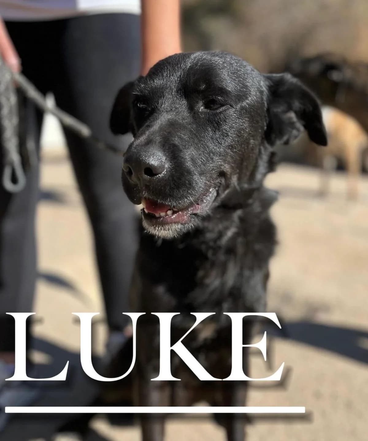 LUKE, male senior mixed breed for adoption at DogHorseCity, Toledo