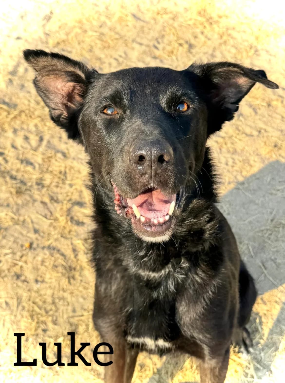 LUKE, male senior Mixed Breed for adoption at DogHorseCity, Toledo