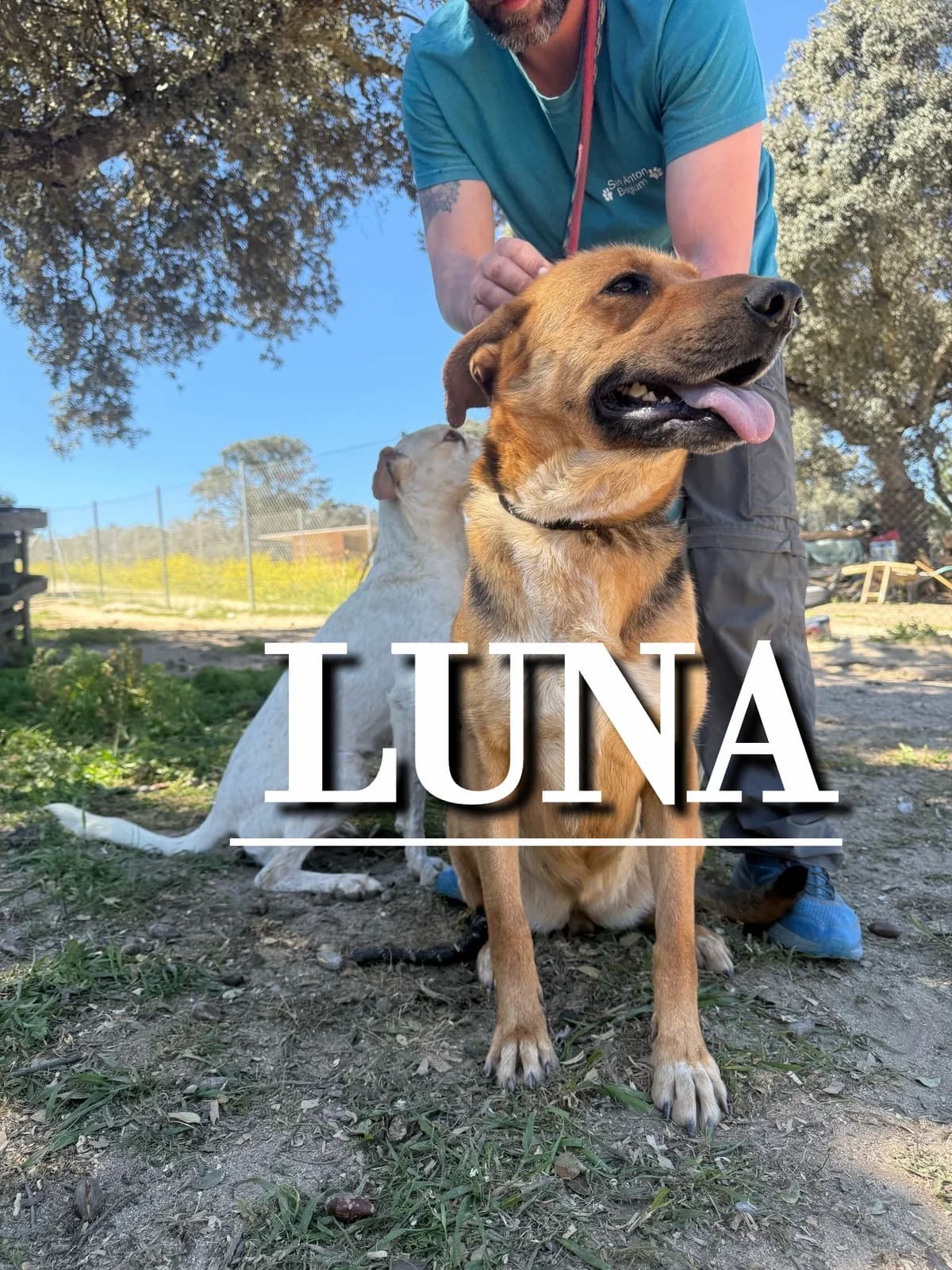 LUNA, female 4yo German Shepherd for adoption at DogHorseCity, Toledo