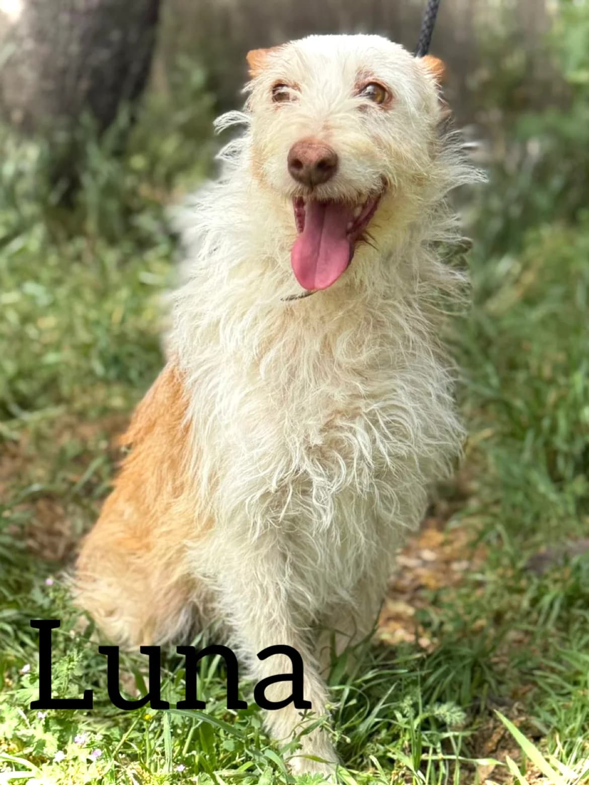 LUNA, female senior Podenco for adoption at DogHorseCity, Toledo