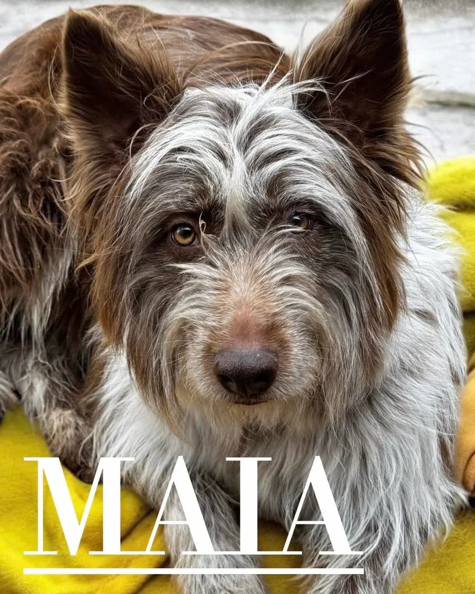 MAIA,  6yo Mixed Breed for adoption at DogHorseCity, Toledo