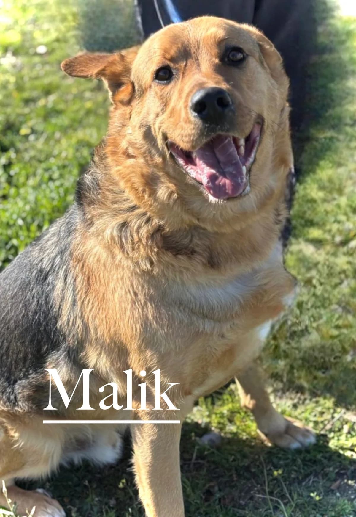 MALIK, male 5yo German Shepherd for adoption at DogHorseCity, Toledo