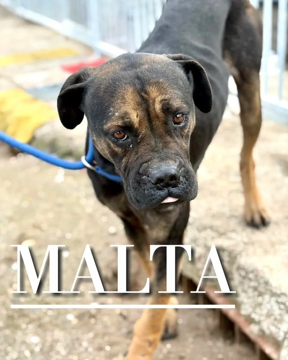 MALTA,  senior mixed breed for adoption at DogHorseCity, Toledo