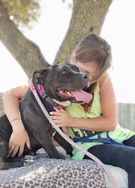 MAMBRUTINA,  senior Pit Bull Terrier for adoption at DogHorseCity, Toledo