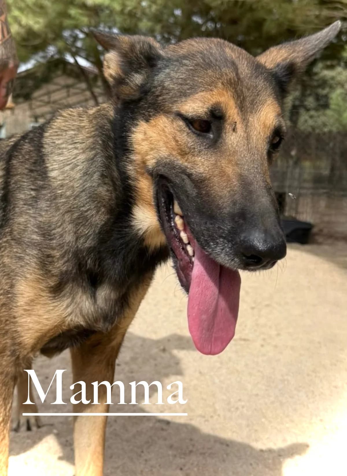 MAMMA, female 3yo German Shepherd for adoption at DogHorseCity, Toledo