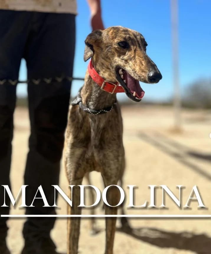 MANDOLINA,  3yo mixed breed for adoption at DogHorseCity, Toledo