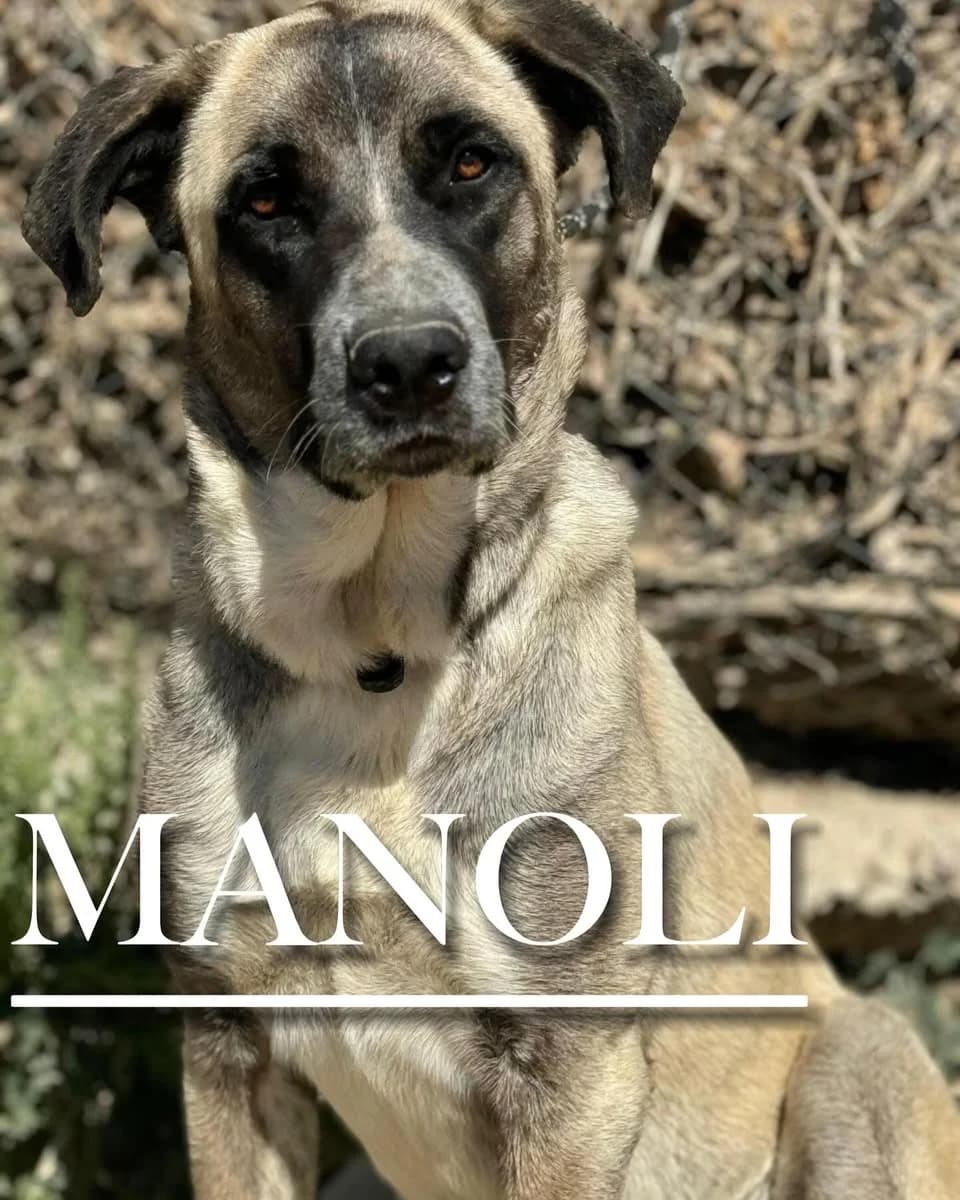 MANOLI,  young mixed breed for adoption at DogHorseCity, Toledo
