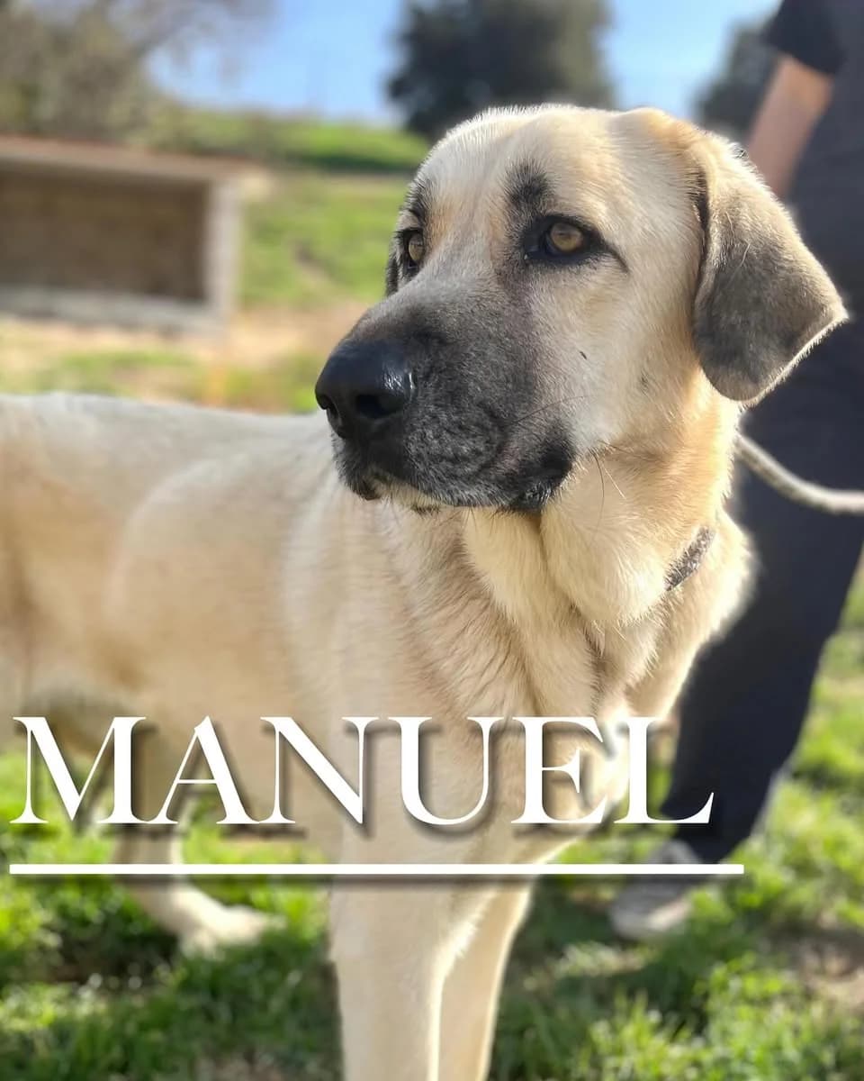 MANUEL, male 5yo Spanish Mastiff for adoption at DogHorseCity, Toledo