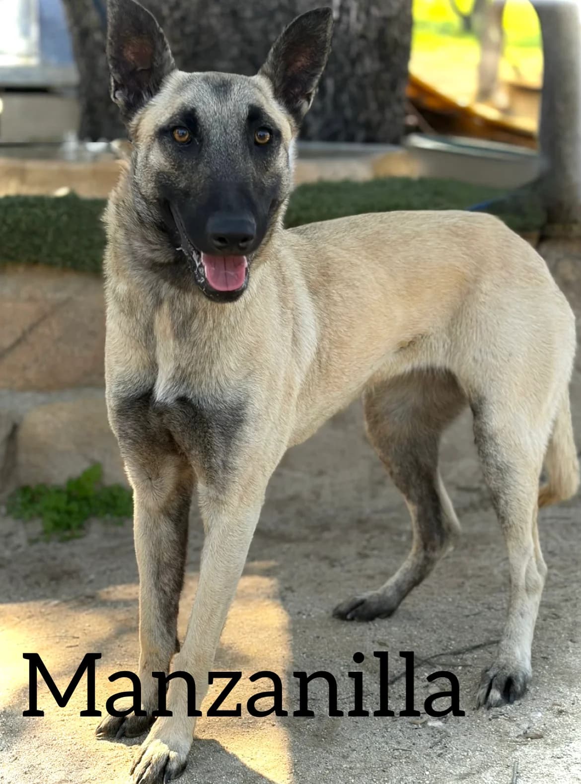 MANZANILLA, female young Belgian Malinois for adoption at DogHorseCity, Toledo
