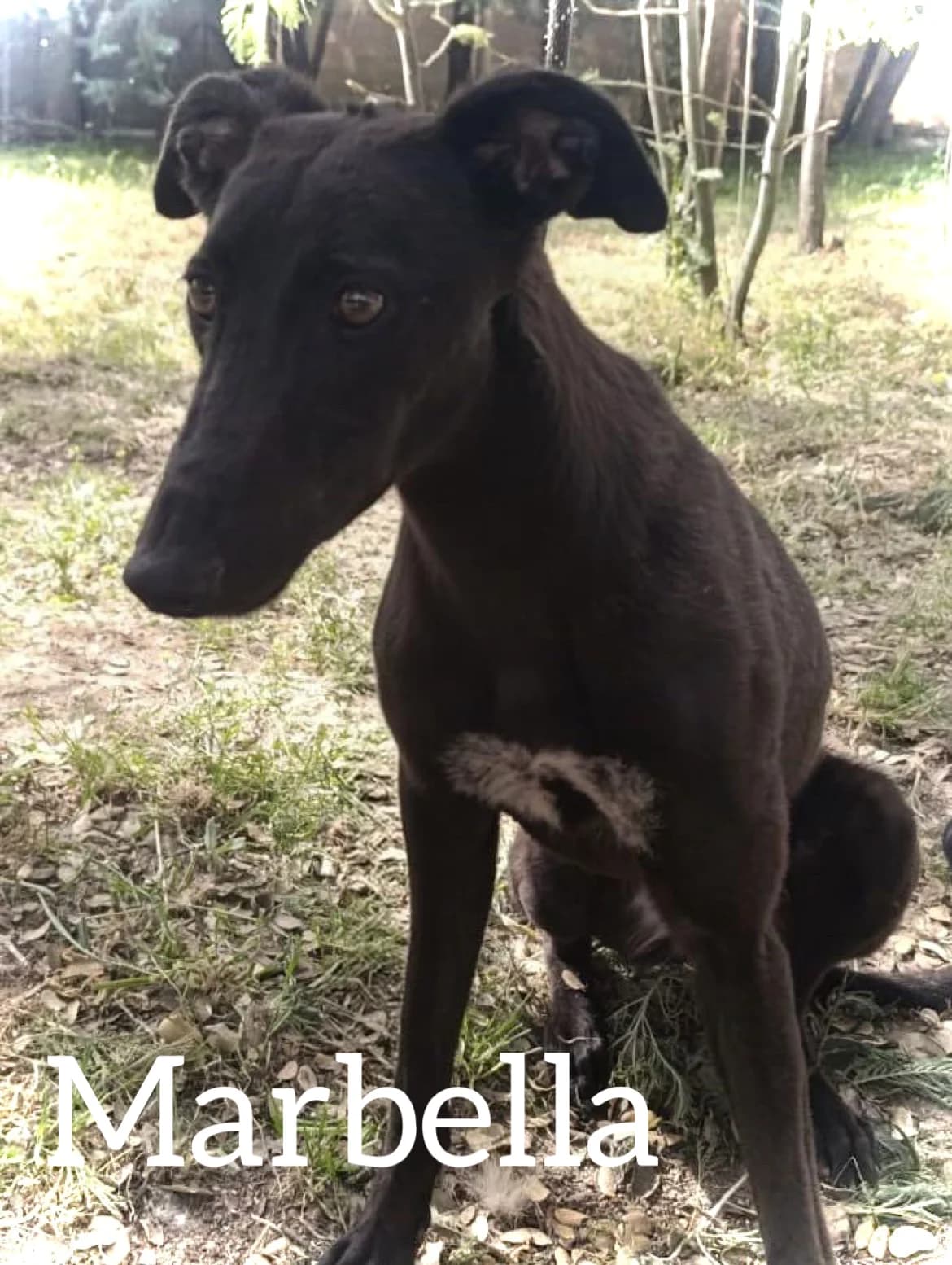 MARBELLA, female young Galgo Español for adoption at DogHorseCity, Toledo
