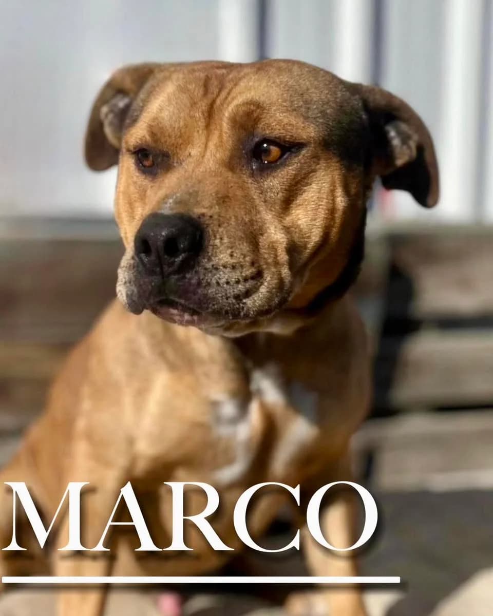 MARCO, male 4yo mixed breed for adoption at DogHorseCity, Toledo