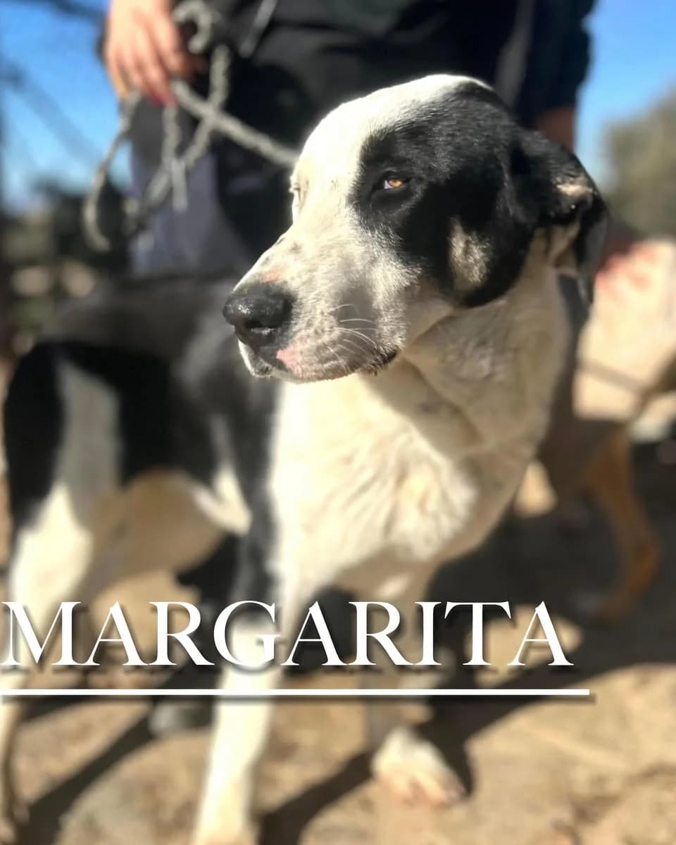 MARGARITA, female 4yo Spanish Mastiff for adoption at DogHorseCity, Toledo