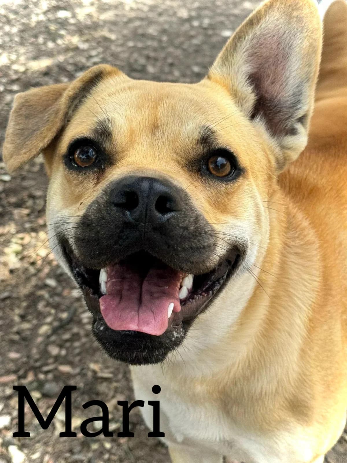 MARI, female young Mixed Breed for adoption at DogHorseCity, Toledo