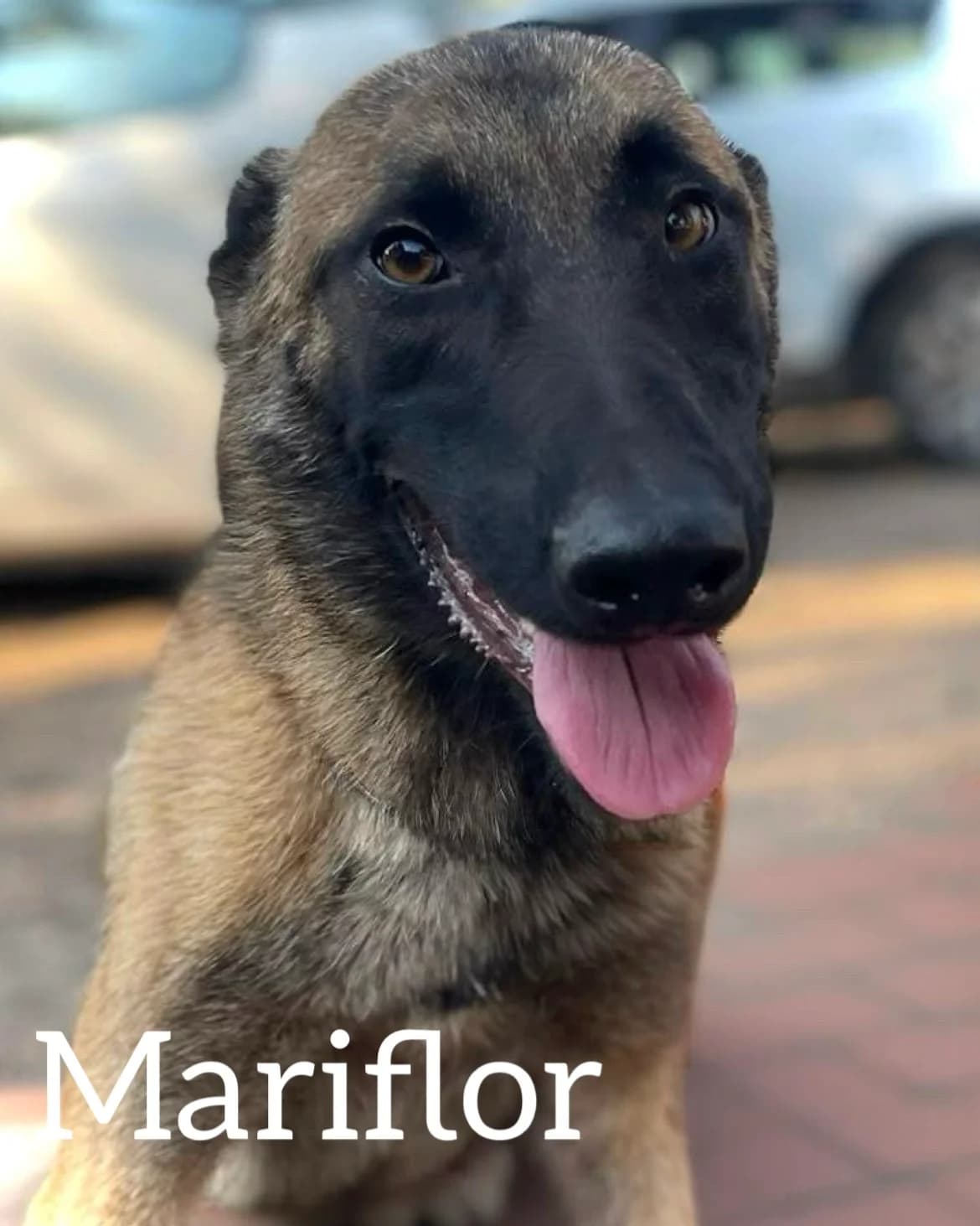 MARIFLOR, female young Belgian Malinois for adoption at DogHorseCity, Toledo