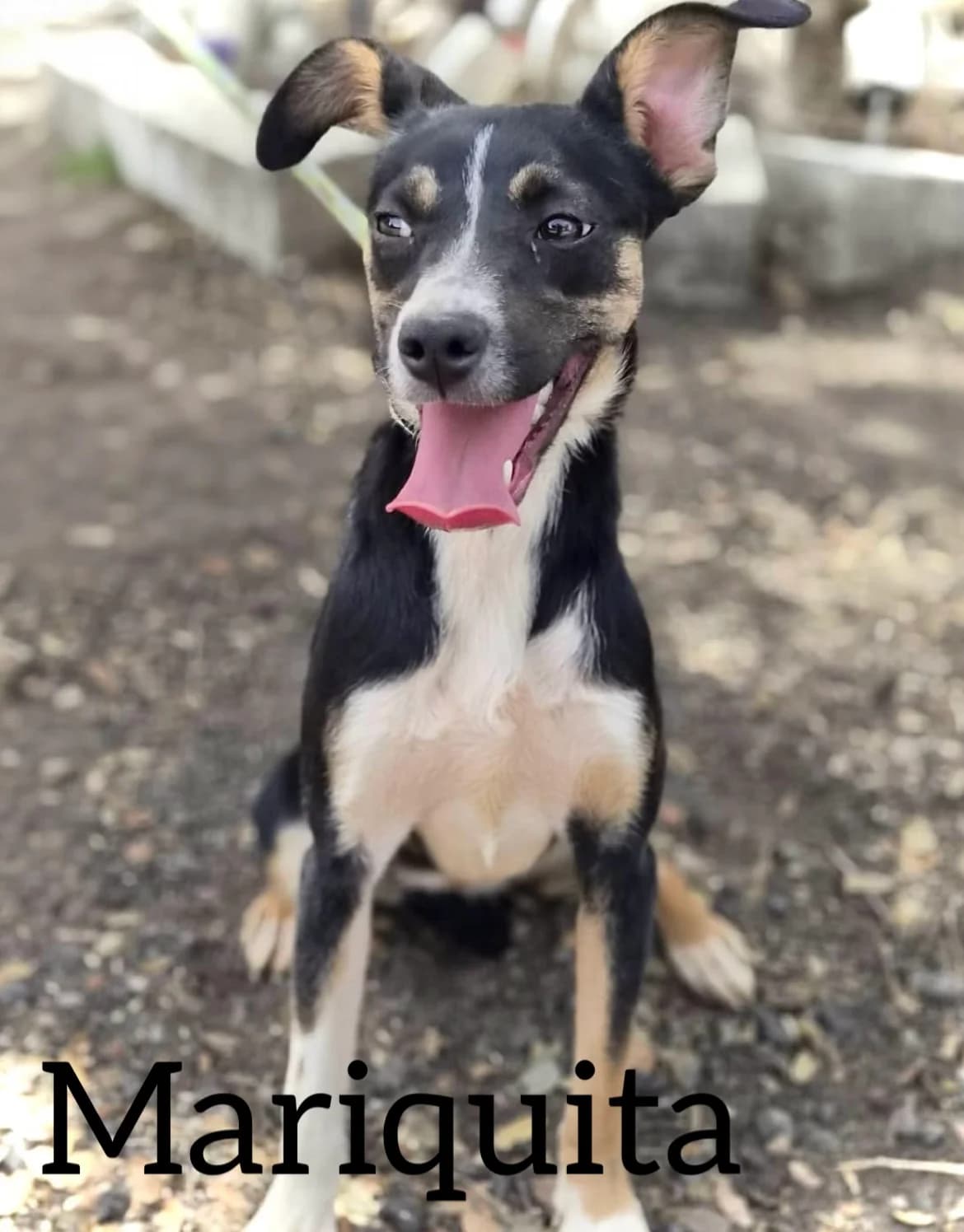 MARIQUITA, female puppy Podenco for adoption at DogHorseCity, Toledo