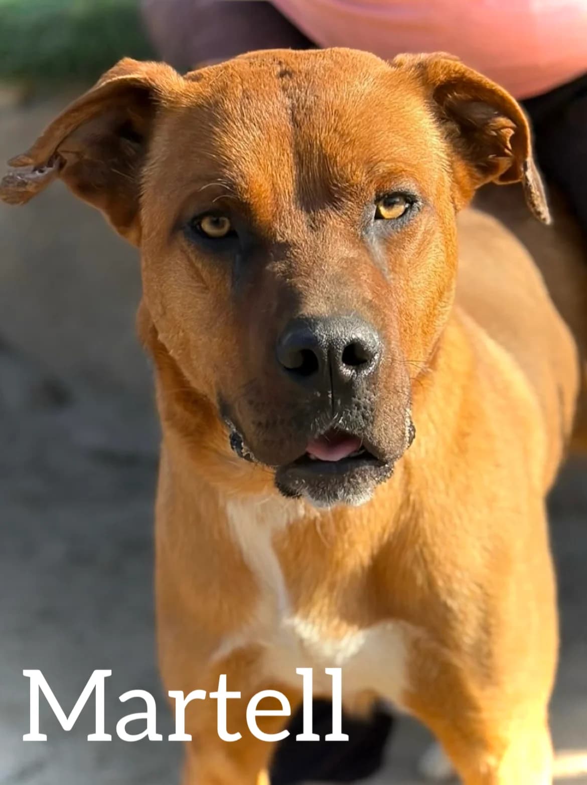 MARTELL, male young Mixed Breed for adoption at DogHorseCity, Toledo