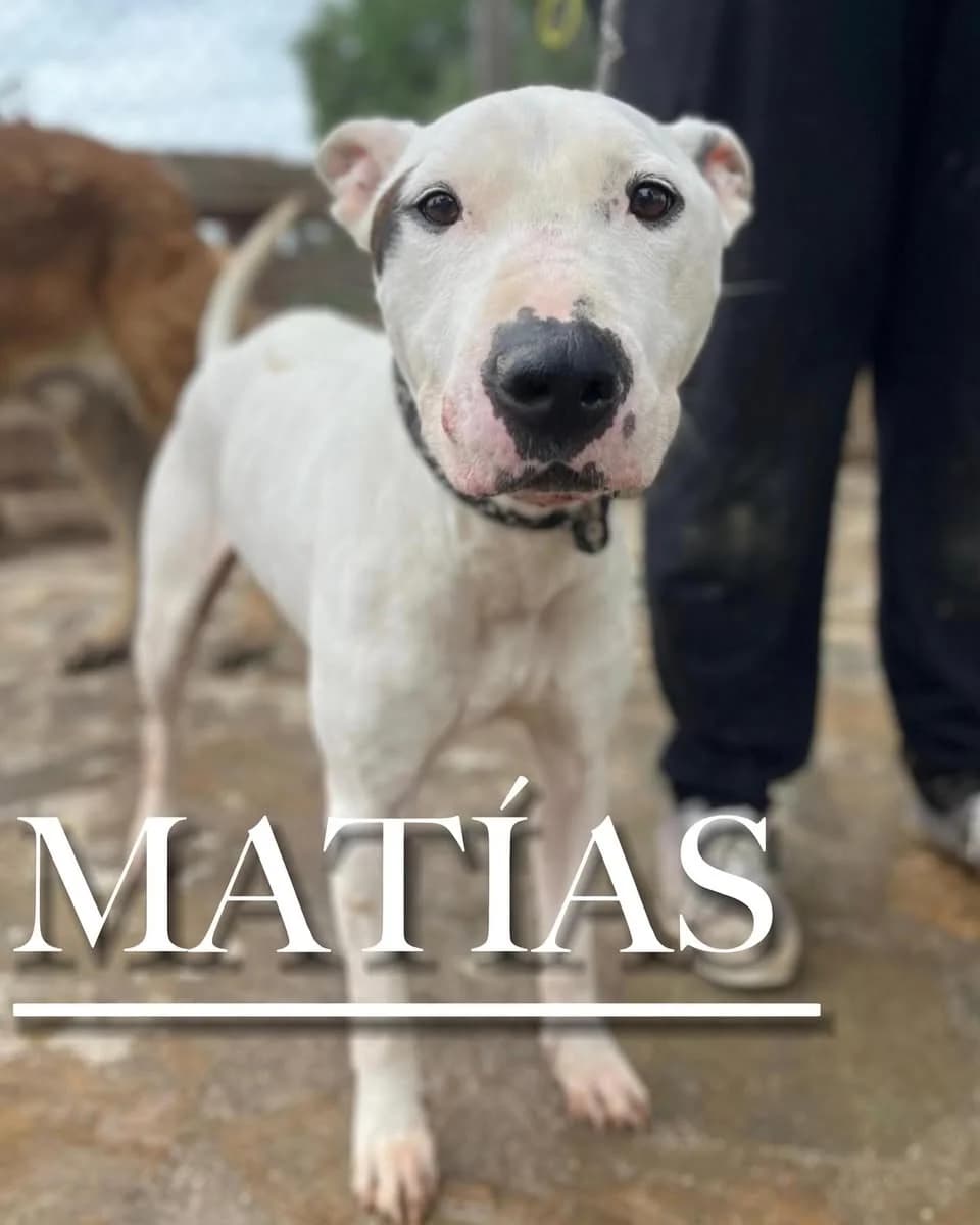 MATÍAS, male 3yo Mixed Breed for adoption at DogHorseCity, Toledo