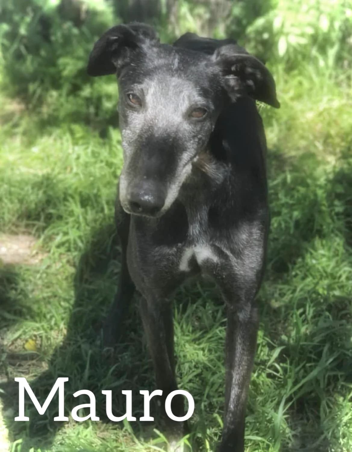 MAURO, male senior Galgo Español for adoption at DogHorseCity, Toledo