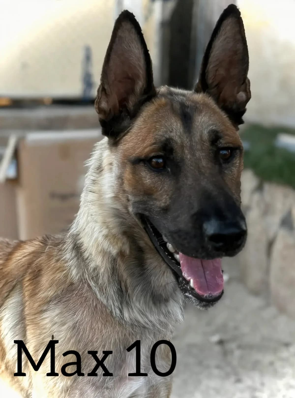 MAX 10, male young Belgian Malinois for adoption at DogHorseCity, Toledo