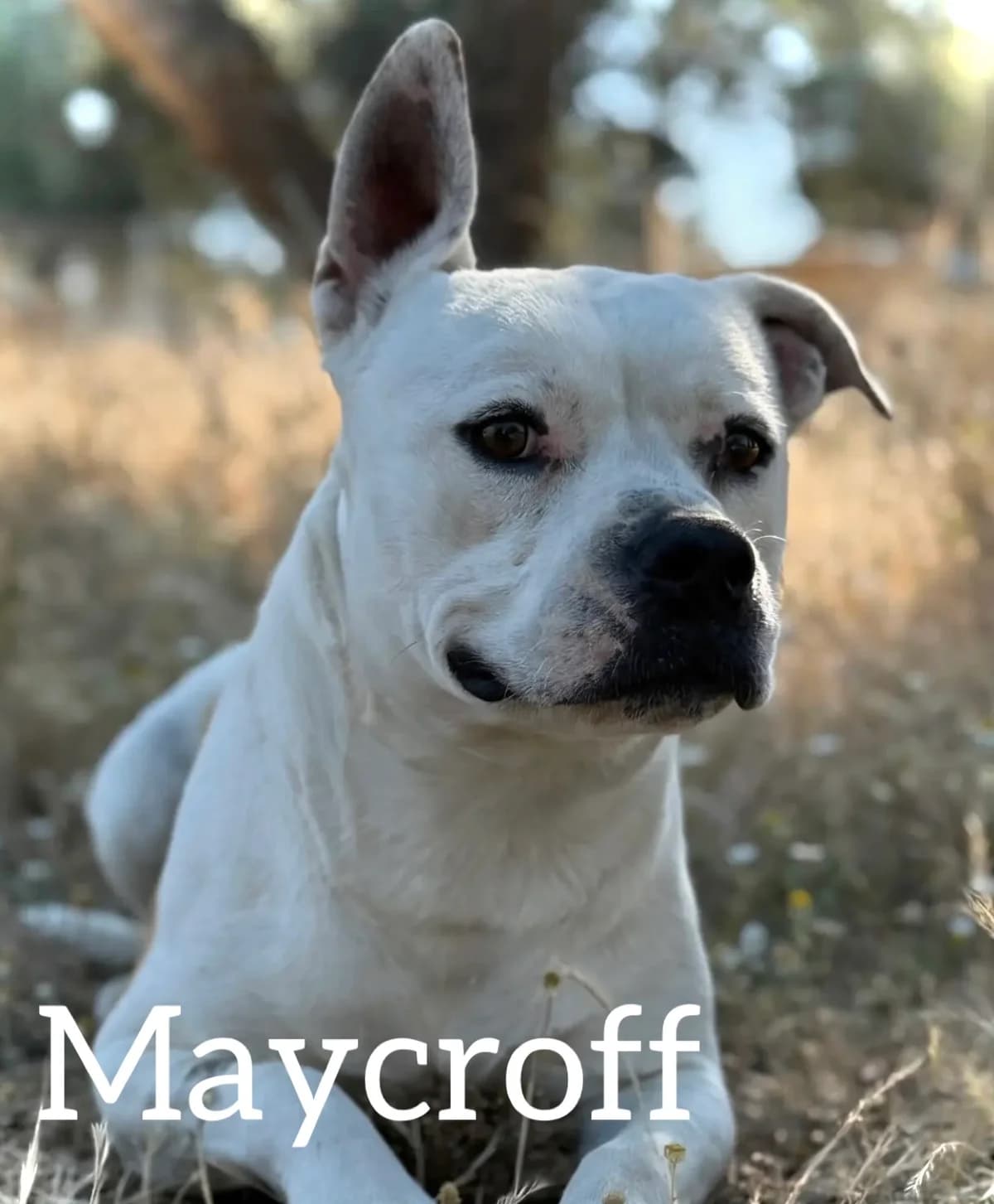 MAYCROFF, male young mixed breed for adoption at DogHorseCity, Toledo