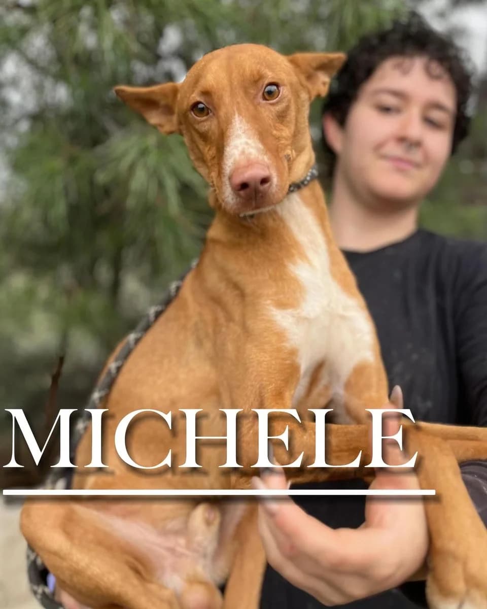 MICHELE, male 3yo Podenco for adoption at DogHorseCity, Toledo