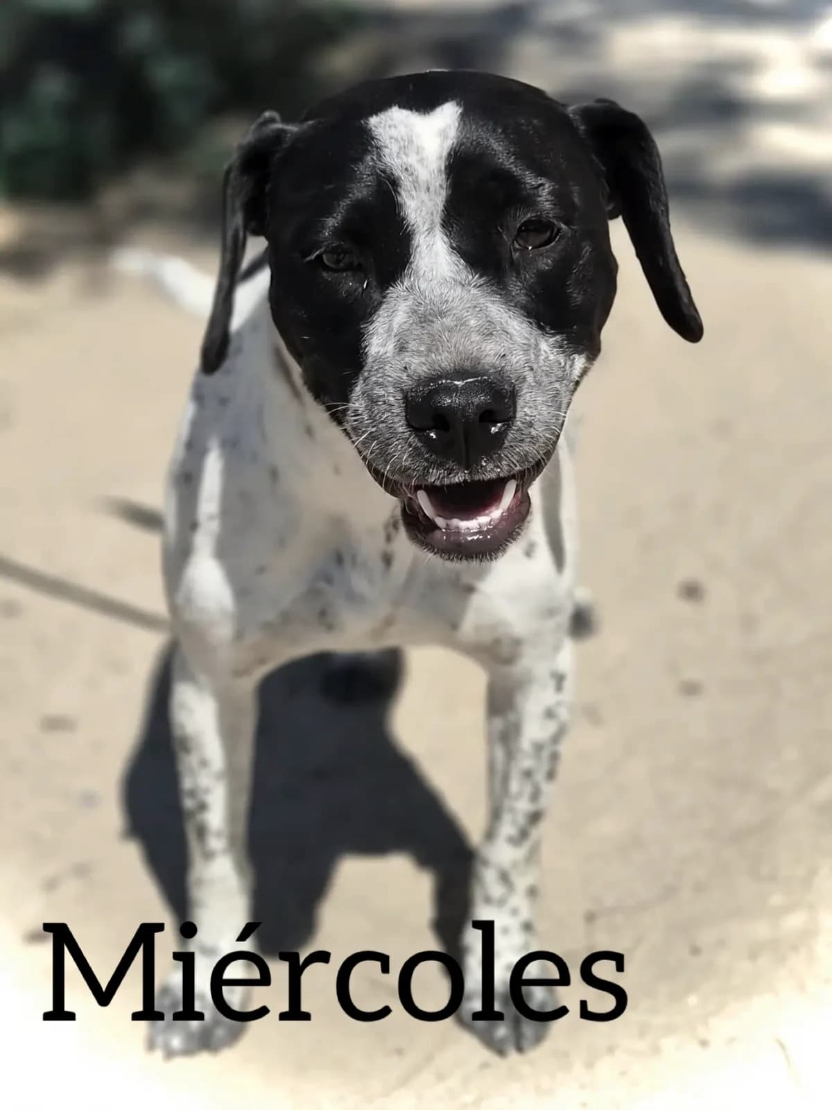 MIERCOLES, female young Mixed Breed for adoption at DogHorseCity, Toledo
