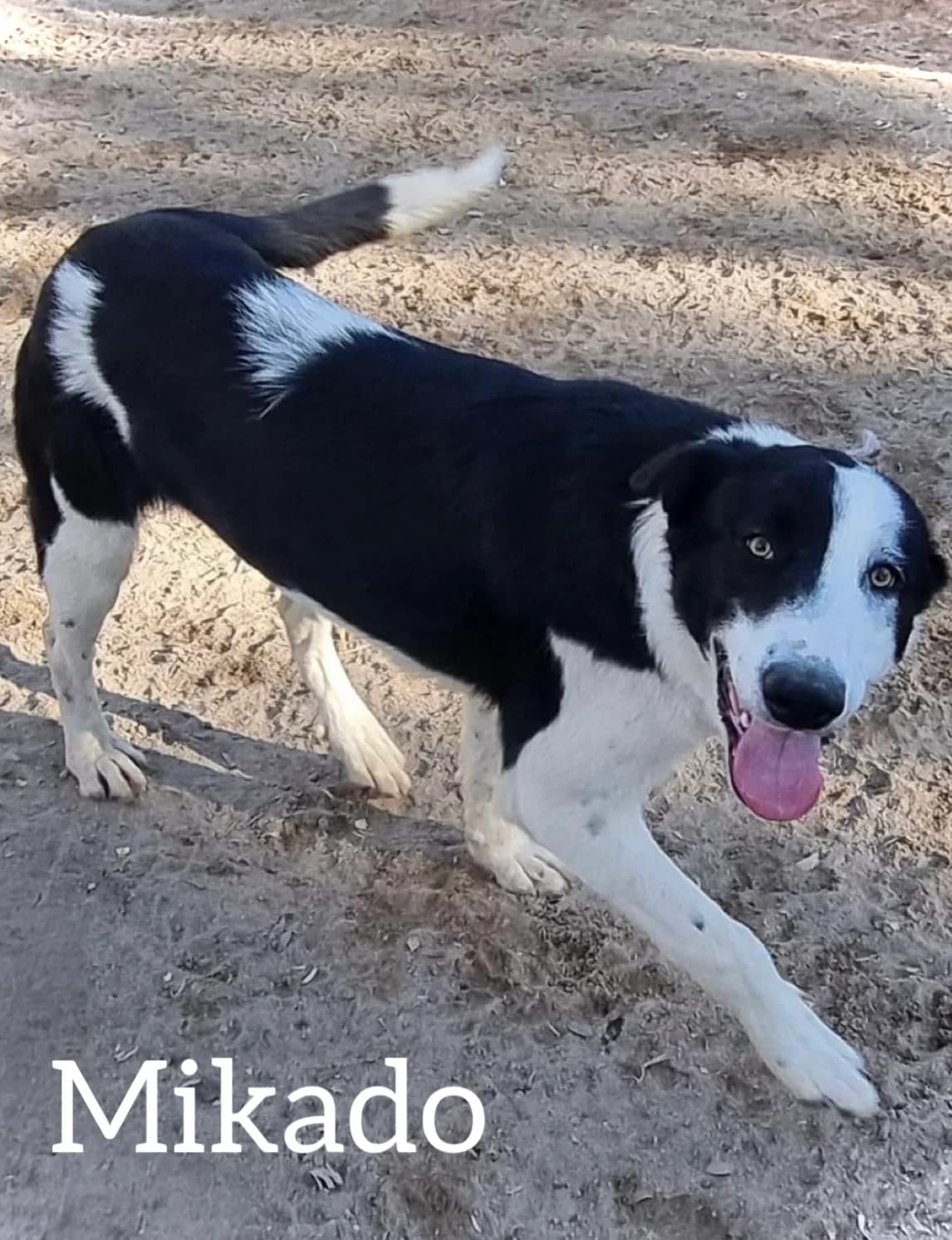 MIKADO, male young Spanish Mastiff for adoption at DogHorseCity, Toledo