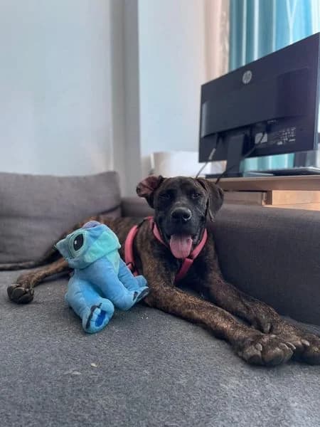 MILBO,  7yo Mixed Breed for adoption at DogHorseCity, Toledo