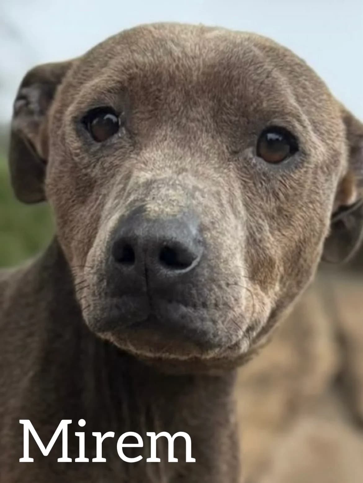 MIREM, female 4yo Pit Bull Terrier for adoption at DogHorseCity, Toledo
