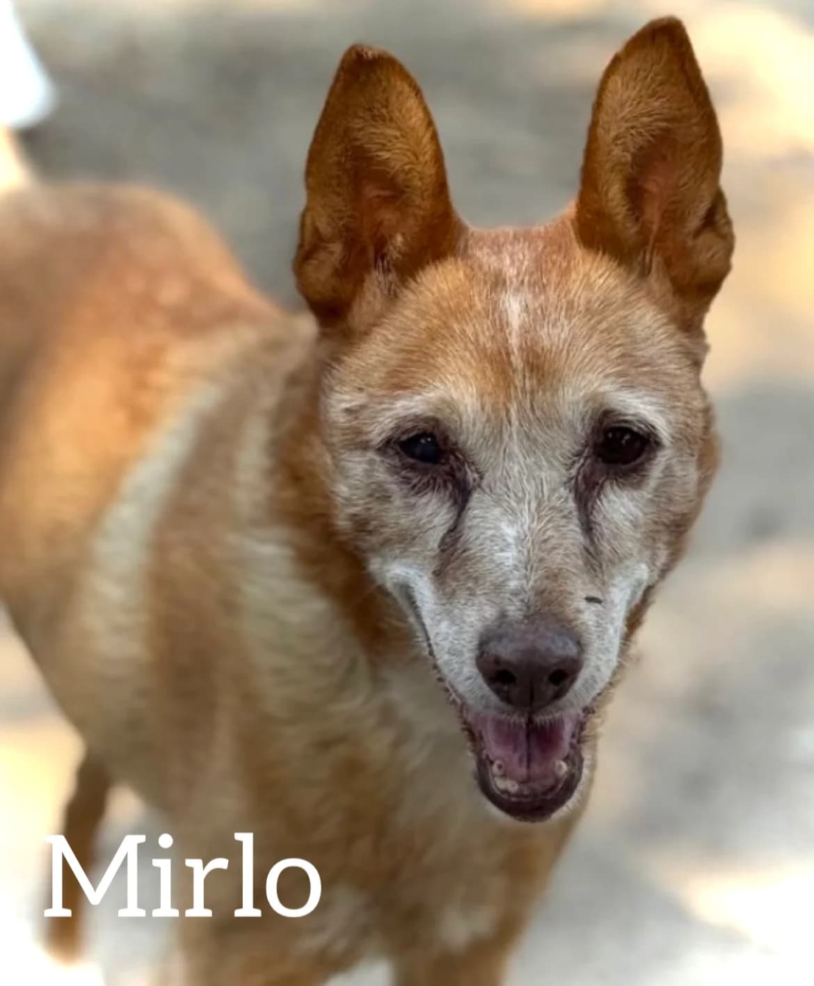 MIRLO, male senior Mixed Breed for adoption at DogHorseCity, Toledo