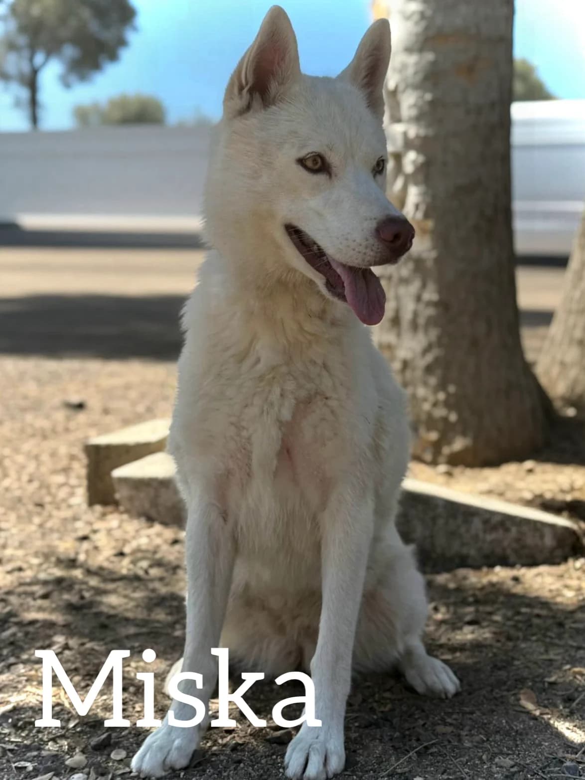 MISKA, female young Samoyed for adoption at DogHorseCity, Toledo