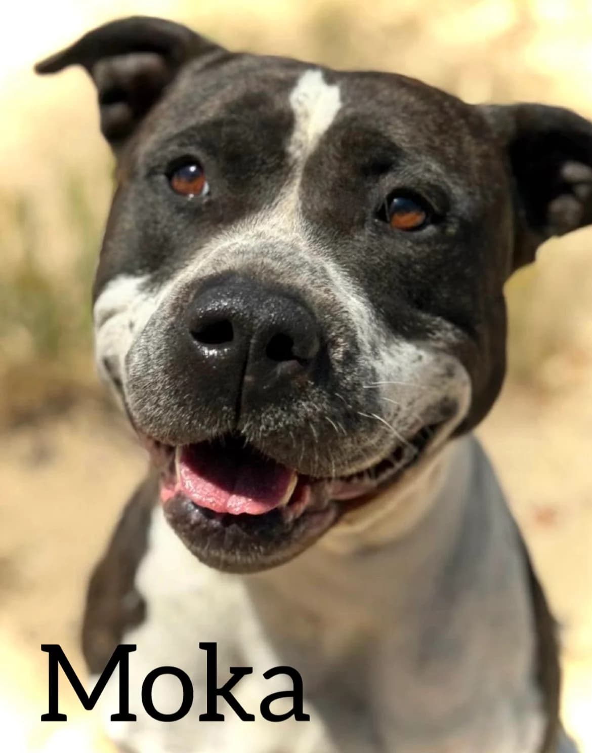 MOKA, female 6yo American Staffordshire Terrier for adoption at DogHorseCity, Toledo