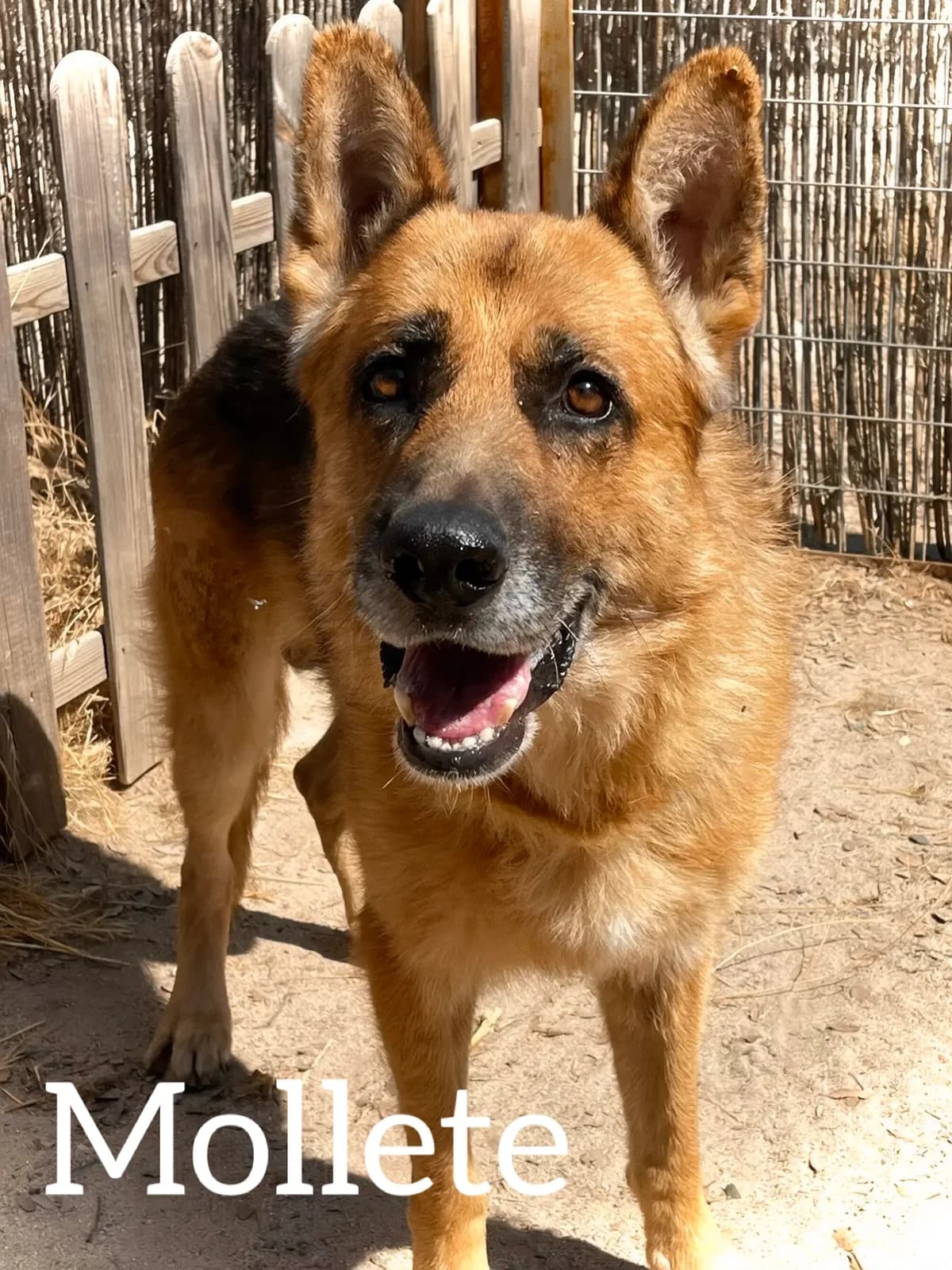 MOLLETE, male 5yo German Shepherd for adoption at DogHorseCity, Toledo