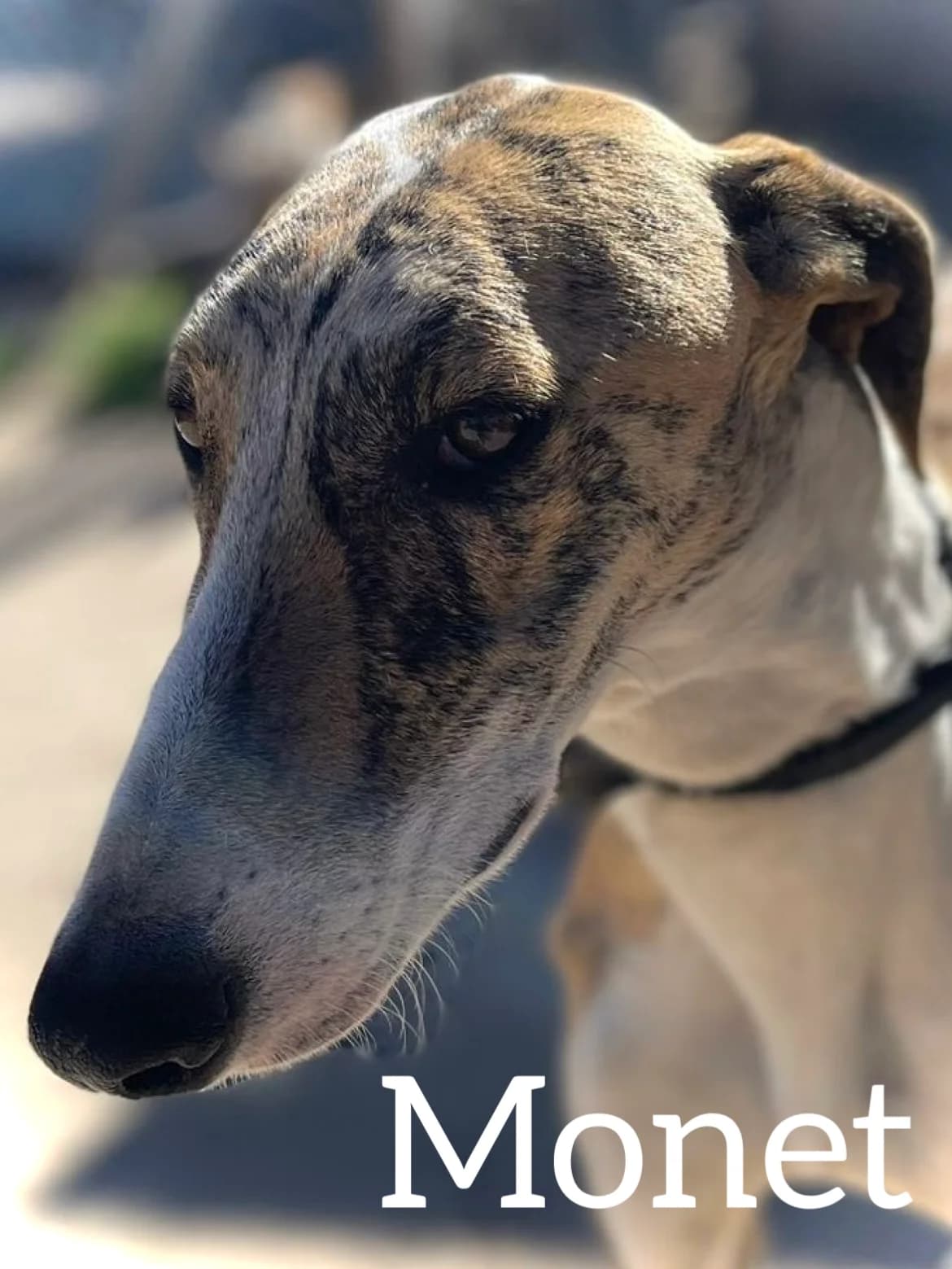 MONET, male young Galgo Español for adoption at DogHorseCity, Toledo