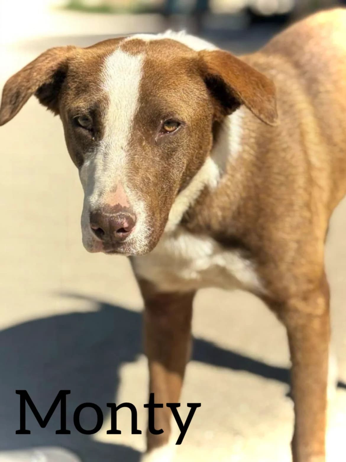 MONTY, male young Mixed Breed for adoption at DogHorseCity, Toledo