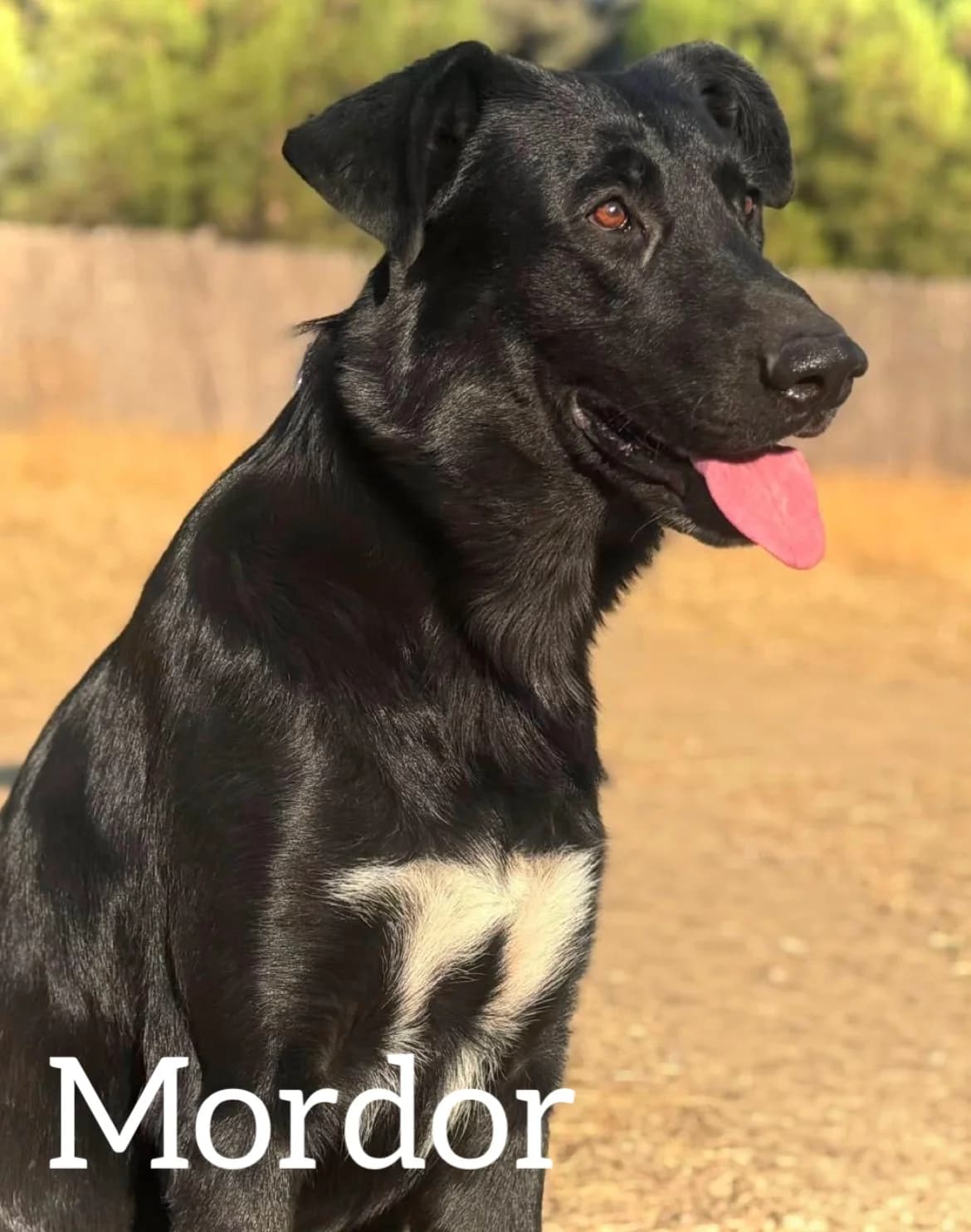 MORDOR, male 3yo Mixed Breed for adoption at DogHorseCity, Toledo