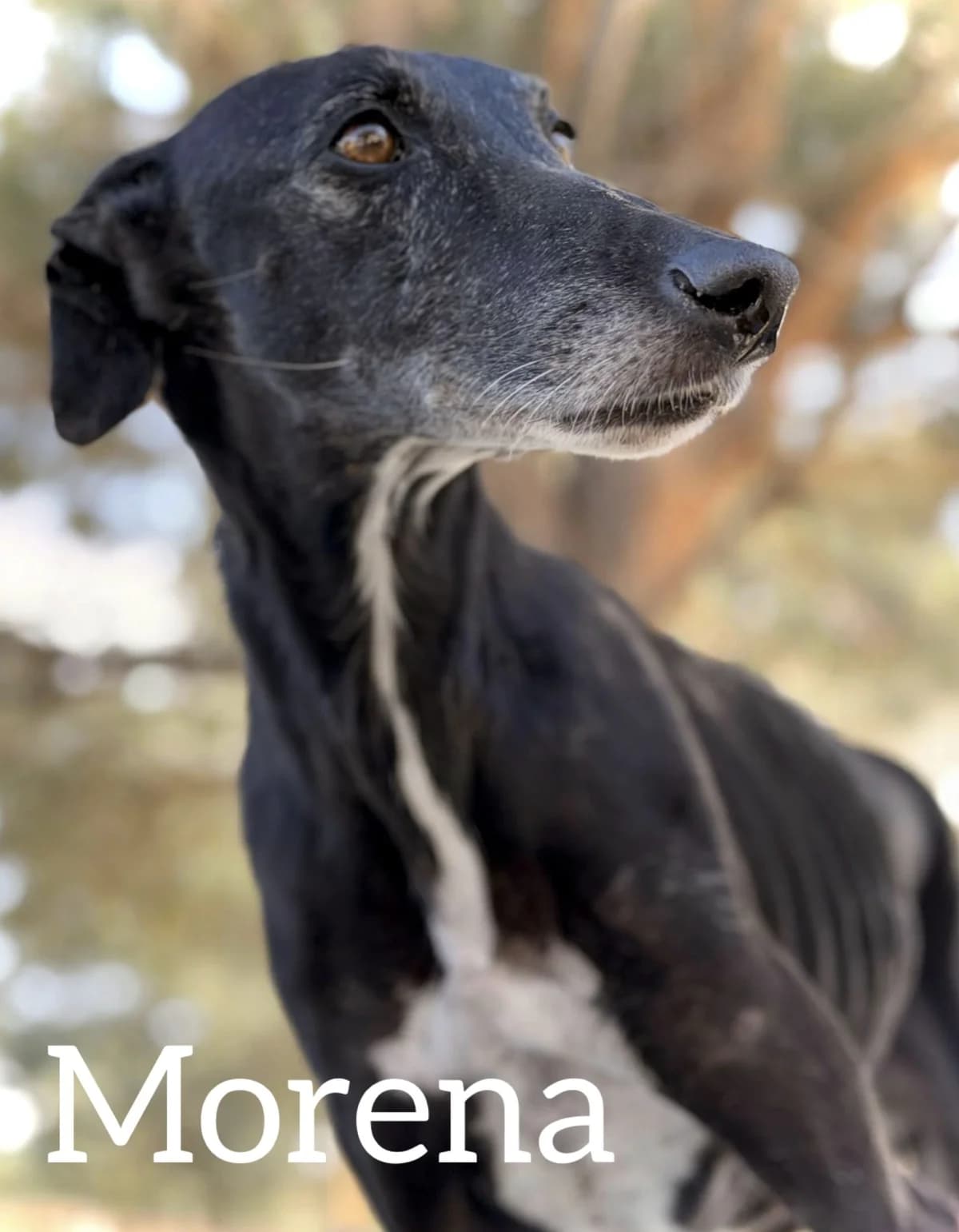 MORENA, female senior Galgo Español for adoption at DogHorseCity, Toledo