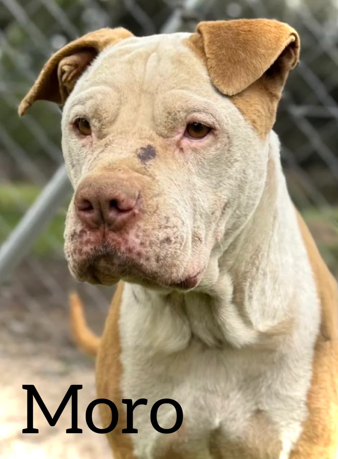 MORO, male 6yo American Staffordshire Terrier for adoption at DogHorseCity, Toledo