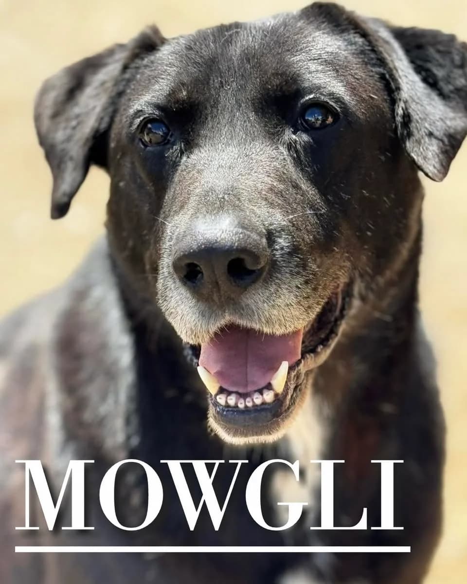 MOWGLI (Vaya Huellas),  6yo Labrador Retriever for adoption at DogHorseCity, Toledo