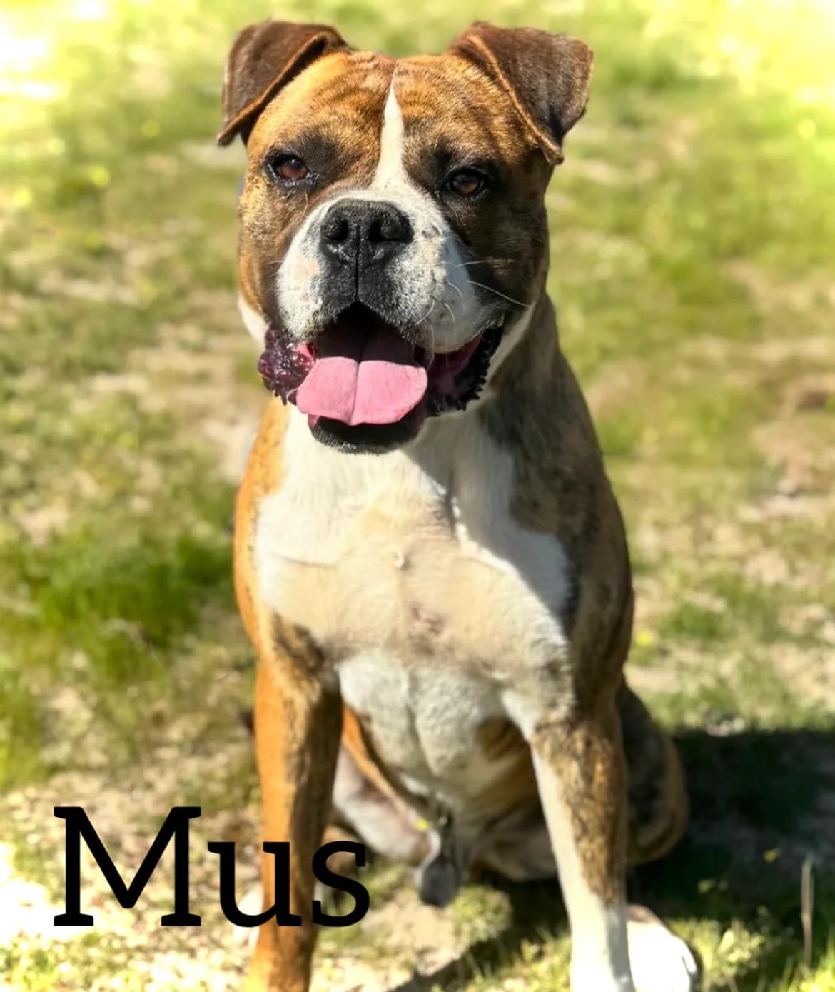 MUS, male 3yo mixed breed for adoption at DogHorseCity, Toledo
