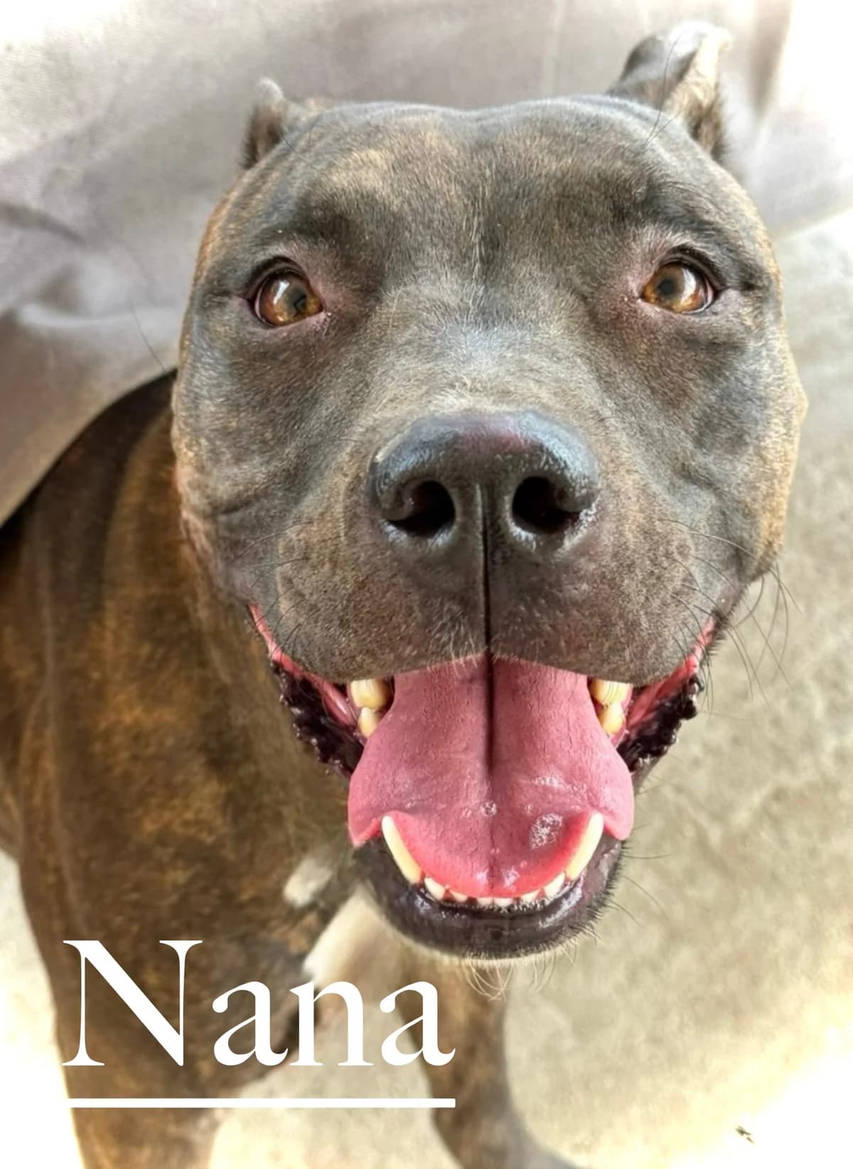 NANA, female young Pit Bull Terrier for adoption at DogHorseCity, Toledo
