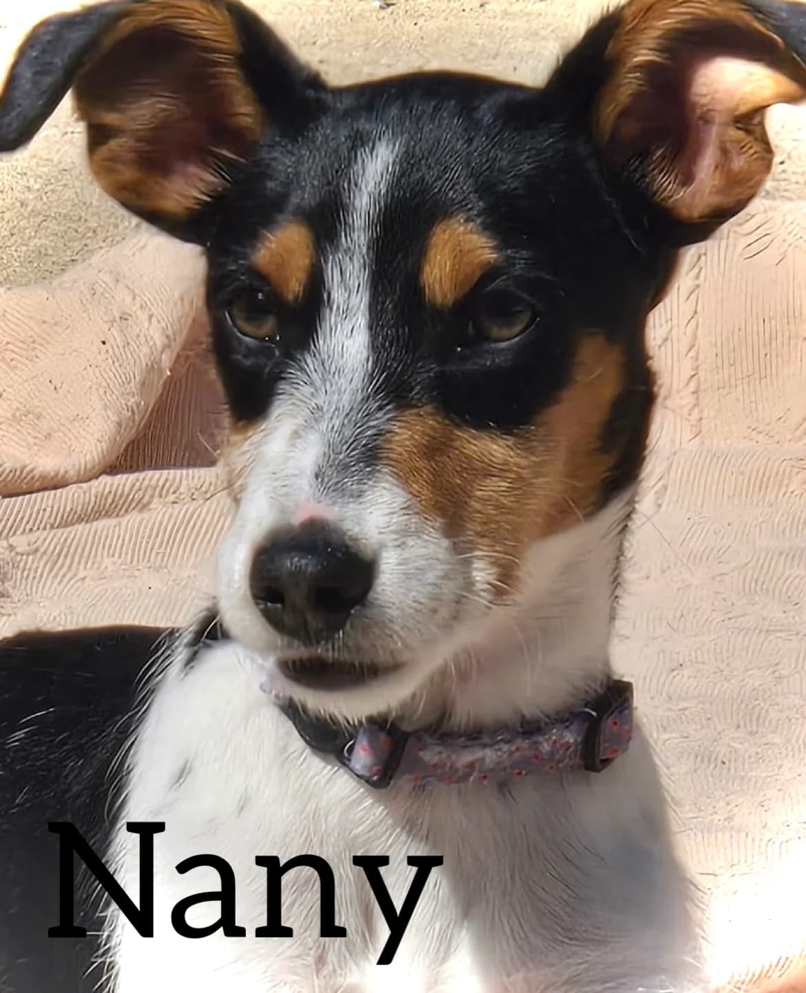 NANY, female puppy mixed breed for adoption at DogHorseCity, Toledo